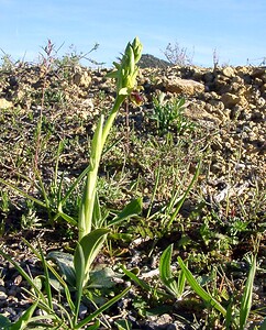 Ophrys araneola sensu auct. plur. (Orchidaceae)  - Ophrys litigieux Aude [France] 24/04/2004 - 410m