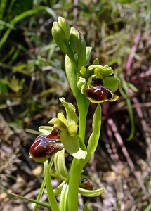Ophrys araneola sensu auct. plur. (Orchidaceae)  - Ophrys litigieux Aude [France] 25/04/2004 - 160m