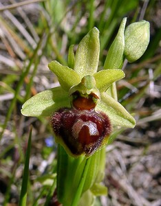 Ophrys araneola sensu auct. plur. (Orchidaceae)  - Ophrys litigieux Aude [France] 25/04/2004 - 160m