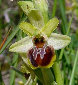 Ophrys araneola sensu auct. plur. (Orchidaceae)  - Ophrys litigieux Aude [France] 25/04/2004 - 160m