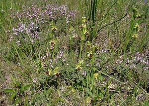 Ophrys araneola sensu auct. plur. (Orchidaceae)  - Ophrys litigieux Aude [France] 25/04/2004 - 160m