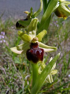 Ophrys araneola sensu auct. plur. (Orchidaceae)  - Ophrys litigieux Aude [France] 25/04/2004 - 160m