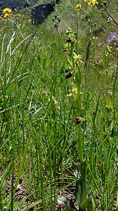 Ophrys araneola sensu auct. plur. (Orchidaceae)  - Ophrys litigieux Aude [France] 25/04/2004 - 160m