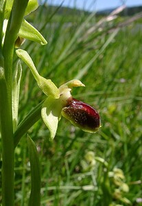 Ophrys araneola sensu auct. plur. (Orchidaceae)  - Ophrys litigieux Aude [France] 25/04/2004 - 160m