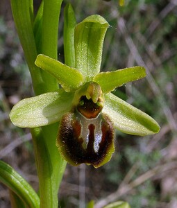 Ophrys araneola sensu auct. plur. (Orchidaceae)  - Ophrys litigieux Gard [France] 27/04/2004 - 470m