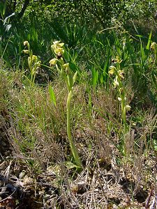 Ophrys fusca (Orchidaceae)  - Ophrys brun Aude [France] 25/04/2004 - 160m