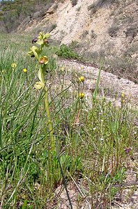 Ophrys fusca (Orchidaceae)  - Ophrys brun Aude [France] 25/04/2004 - 400m