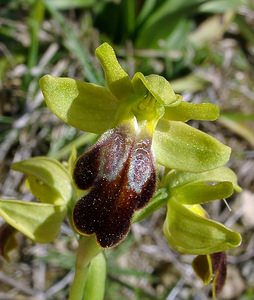 Ophrys fusca (Orchidaceae)  - Ophrys brun Aude [France] 25/04/2004 - 400m