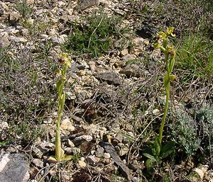 Ophrys fusca (Orchidaceae)  - Ophrys brun Aude [France] 25/04/2004 - 400m