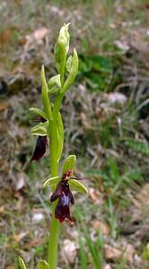 Ophrys insectifera (Orchidaceae)  - Ophrys mouche - Fly Orchid Aisne [France] 30/04/2004 - 120m