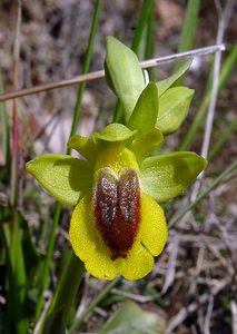 Ophrys lutea (Orchidaceae)  - Ophrys jaune Aude [France] 24/04/2004 - 430m