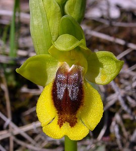 Ophrys lutea (Orchidaceae)  - Ophrys jaune Aude [France] 24/04/2004 - 430m