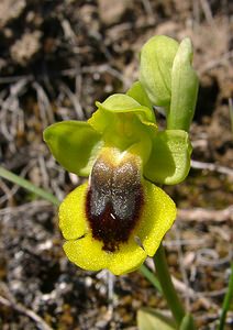 Ophrys lutea (Orchidaceae)  - Ophrys jaune Aude [France] 24/04/2004 - 430m