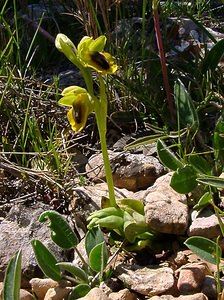 Ophrys lutea (Orchidaceae)  - Ophrys jaune Aude [France] 24/04/2004 - 600m