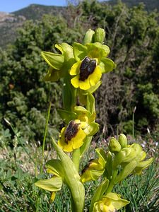 Ophrys lutea (Orchidaceae)  - Ophrys jaune Aude [France] 24/04/2004 - 320m