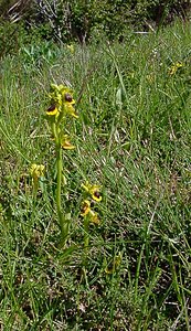 Ophrys lutea (Orchidaceae)  - Ophrys jaune Aude [France] 24/04/2004 - 320m