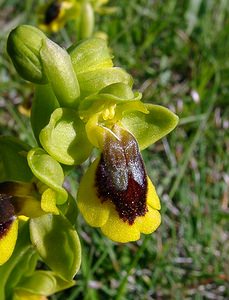 Ophrys lutea (Orchidaceae)  - Ophrys jaune Aude [France] 24/04/2004 - 320m