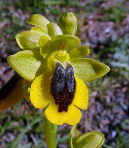 Ophrys lutea (Orchidaceae)  - Ophrys jaune Aude [France] 24/04/2004 - 320m