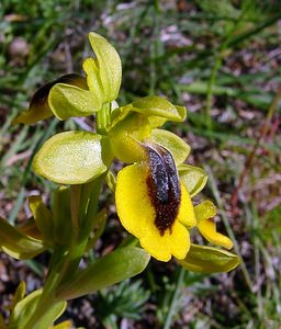 Ophrys lutea (Orchidaceae)  - Ophrys jaune Aude [France] 24/04/2004 - 320m