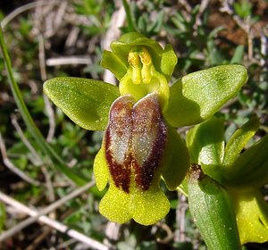 Ophrys lutea (Orchidaceae)  - Ophrys jaune Aude [France] 24/04/2004 - 480m