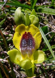 Ophrys lutea (Orchidaceae)  - Ophrys jaune Aude [France] 24/04/2004 - 480m