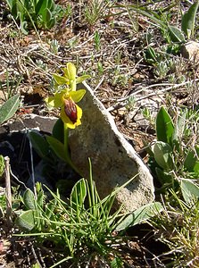 Ophrys lutea (Orchidaceae)  - Ophrys jaune Aude [France] 24/04/2004 - 480m