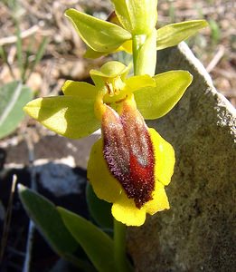 Ophrys lutea (Orchidaceae)  - Ophrys jaune Aude [France] 24/04/2004 - 480m