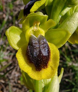 Ophrys lutea (Orchidaceae)  - Ophrys jaune Aude [France] 24/04/2004 - 480m