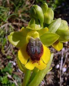 Ophrys lutea (Orchidaceae)  - Ophrys jaune Aude [France] 24/04/2004 - 480m
