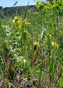 Ophrys lutea (Orchidaceae)  - Ophrys jaune Aude [France] 25/04/2004 - 160m