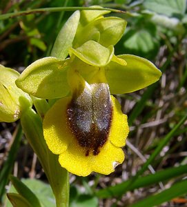 Ophrys lutea (Orchidaceae)  - Ophrys jaune Aude [France] 25/04/2004 - 160m