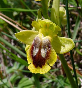 Ophrys lutea (Orchidaceae)  - Ophrys jaune Aude [France] 25/04/2004 - 160m