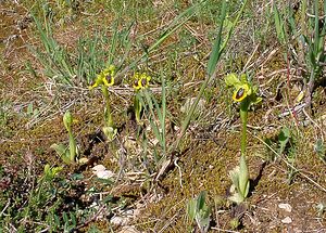 Ophrys lutea (Orchidaceae)  - Ophrys jaune Aude [France] 25/04/2004 - 180m