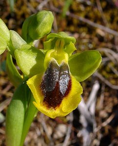 Ophrys lutea (Orchidaceae)  - Ophrys jaune Aude [France] 25/04/2004 - 180m