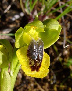 Ophrys lutea (Orchidaceae)  - Ophrys jaune Aude [France] 25/04/2004 - 180m