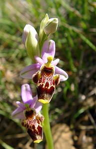 Ophrys scolopax (Orchidaceae)  - Ophrys bécasse Aude [France] 25/04/2004 - 160m