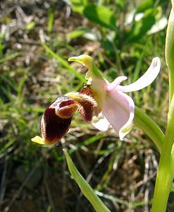 Ophrys scolopax (Orchidaceae)  - Ophrys bécasse Aude [France] 25/04/2004 - 160m