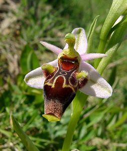 Ophrys scolopax (Orchidaceae)  - Ophrys bécasse Aude [France] 25/04/2004 - 160m