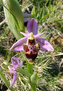 Ophrys scolopax (Orchidaceae)  - Ophrys bécasse Aude [France] 25/04/2004 - 160m