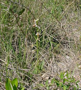 Ophrys scolopax (Orchidaceae)  - Ophrys bécasse Aude [France] 25/04/2004 - 160m