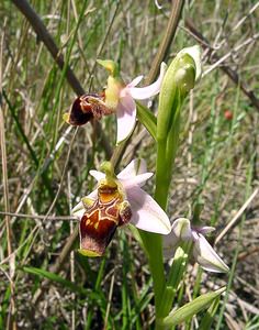 Ophrys scolopax (Orchidaceae)  - Ophrys bécasse Aude [France] 25/04/2004 - 160m