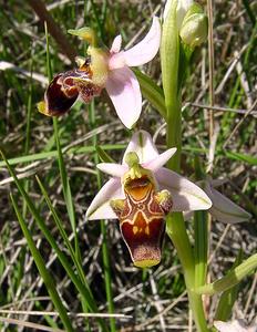 Ophrys scolopax (Orchidaceae)  - Ophrys bécasse Aude [France] 25/04/2004 - 160m