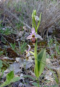 Ophrys scolopax (Orchidaceae)  - Ophrys bécasse Aude [France] 25/04/2004 - 380m