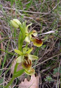 Ophrys virescens (Orchidaceae)  - Ophrys verdissant Gard [France] 28/04/2004 - 260m