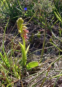 Orchis anthropophora (Orchidaceae)  - Acéras homme-pendu - Man Orchid Aude [France] 24/04/2004 - 480m