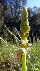 Orchis anthropophora (Orchidaceae)  - Acéras homme-pendu - Man Orchid Aude [France] 24/04/2004 - 410m