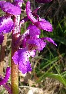 Orchis mascula (Orchidaceae)  - Orchis mâle - Early-purple Orchid Aude [France] 25/04/2004 - 390m