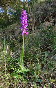 Orchis mascula (Orchidaceae)  - Orchis mâle - Early-purple Orchid Herault [France] 26/04/2004 - 430m