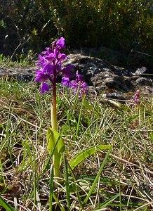 Orchis mascula (Orchidaceae)  - Orchis mâle - Early-purple Orchid Herault [France] 26/04/2004 - 690m