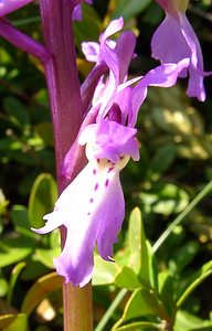 Orchis mascula (Orchidaceae)  - Orchis mâle - Early-purple Orchid Herault [France] 26/04/2004 - 690m